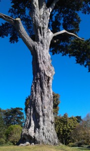 Golden Gate Park